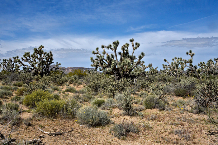 Joshua Trees are protected by the states of Arizona and Nevada. Similar to the Ocotillo and Saguaro, Joshua Trees provide an iconic silhouette often used in cowboy or western themed films and classic art renderings. Yucca brevifolia 